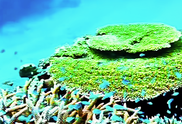 【玩享东海岸】澳大利亚+大堡礁13天